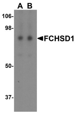 FCHSD1 Antibody - BSA Free, Novus Biologicals 0.1mg; Unlabeled:Antibodies,