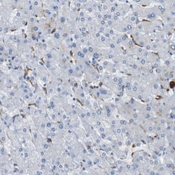FCRN/FCGRT Antibody, Novus Biologicals 0.1mL; Unlabeled:Antibodies, Polyclonal