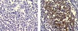 FDC Antibody (CNA.42), Novus Biologicals 0.1mg; Unlabeled:Antibodies, Monoclonal