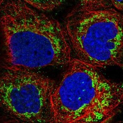 FDX1 Antibody, Novus Biologicals 0.1mL; Unlabeled:Antibodies, Polyclonal