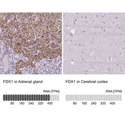 FDX1 Antibody, Novus Biologicals 0.1mL; Unlabeled:Antibodies, Polyclonal