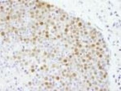 FEN-1 Antibody, Novus Biologicals 100 &mu;L | Buy Online | Novus Biologicals | Fisher Scientific