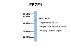 FEZF1 Antibody, Novus Biologicals:Antibodies:Primary Antibodies