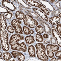 FGD2 Antibody, Novus Biologicals:Antibodies:Primary Antibodies