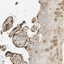 FGF-3 Antibody, Novus Biologicals:Antibodies:Primary Antibodies