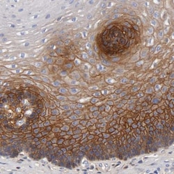 FGF-BP Antibody, Novus Biologicals 25 &mu;L; Unlabeled:Antibodies, Polyclonal