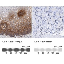FGF-BP Antibody, Novus Biologicals 25 &mu;L; Unlabeled:Antibodies, Polyclonal