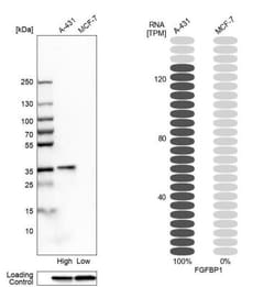 FGF-BP Antibody, Novus Biologicals 25 &mu;L; Unlabeled:Antibodies, Polyclonal