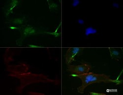 FGFR1 Antibody (M17D10) - BSA Free, Novus Biologicals 0.025mL; Unlabeled:Antibodies,