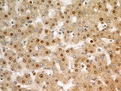 FGFR1 Antibody (M17D10) - BSA Free, Novus Biologicals 0.025mL; Unlabeled:Antibodies,