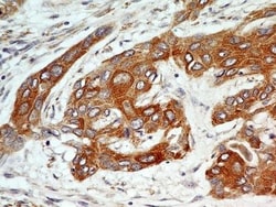 FGFR1 Antibody (M17D10) - BSA Free, Novus Biologicals 0.025mL; Unlabeled:Antibodies,