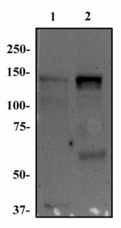 FGFR1 Antibody (M17D10) - BSA Free, Novus Biologicals 0.025mL; Unlabeled:Antibodies,