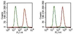 FGFR1 Antibody (M2F12) - BSA Free, Novus Biologicals 0.025 mL | Buy Online | Novus Biologicals | Fisher Scientific