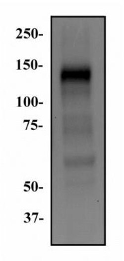 FGFR1 Antibody (M2F12) - BSA Free, Novus Biologicals 0.025 mL | Buy Online | Novus Biologicals | Fisher Scientific