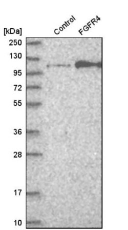 FGFR4 Antibody, Novus Biologicals 25 &mu;L; Unlabeled:Antibodies, Polyclonal