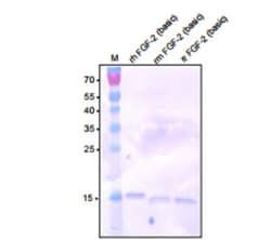 FGF basic/FGF2/bFGF Antibody, Novus Biologicals 0.2 mg; Unconjugated:Antibodies,