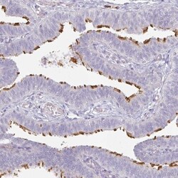FHAD1 Antibody, Novus Biologicals:Antibodies:Primary Antibodies