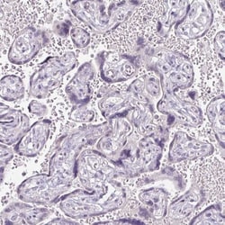 FHAD1 Antibody, Novus Biologicals:Antibodies:Primary Antibodies
