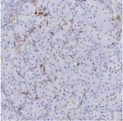 FHL1 Antibody, Novus Biologicals 0.1mL; Unlabeled:Antibodies, Polyclonal