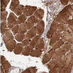 FHL1 Antibody, Novus Biologicals 0.1mL; Unlabeled:Antibodies, Polyclonal