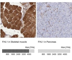 FHL1 Antibody, Novus Biologicals 0.1mL; Unlabeled:Antibodies, Polyclonal