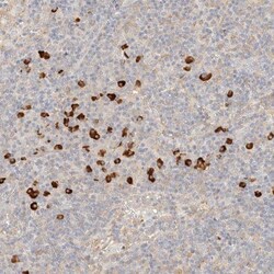 FHOD1 Antibody, Novus Biologicals 0.1mL; Unlabeled:Antibodies, Polyclonal