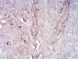 FIP1/RCP Antibody (1A12B9D8) - BSA Free, Novus Biologicals 0.1mg; Unlabeled:Antibodies,