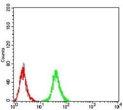 FIP1/RCP Antibody (3A12H9D2) - BSA Free, Novus Biologicals:Antibodies:Primary