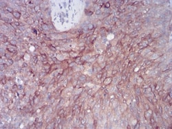 FIP1/RCP Antibody (3A12H9D2) - BSA Free, Novus Biologicals:Antibodies:Primary