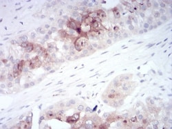 FIP1/RCP Antibody (3A12H9D2) - BSA Free, Novus Biologicals:Antibodies:Primary
