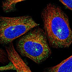FIP1/RCP Antibody, Novus Biologicals 0.1mL; Unlabeled:Antibodies, Polyclonal