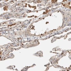 FIP1/RCP Antibody, Novus Biologicals 0.1mL; Unlabeled:Antibodies, Polyclonal
