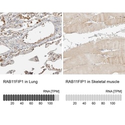 FIP1/RCP Antibody, Novus Biologicals 25 &mu;L; Unlabeled:Antibodies, Polyclonal