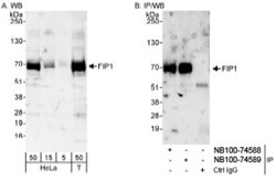 FIP1L1 Antibody, Novus Biologicals 100 &mu;L | Buy Online | Novus Biologicals | Fisher Scientific