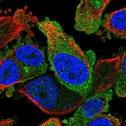 FKBP13/FKBP2 Antibody, Novus Biologicals:Antibodies:Primary Antibodies
