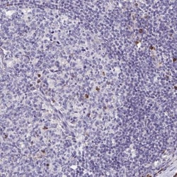 FKBP13/FKBP2 Antibody, Novus Biologicals:Antibodies:Primary Antibodies