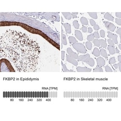 FKBP13/FKBP2 Antibody, Novus Biologicals:Antibodies:Primary Antibodies