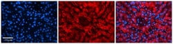 FKBP38 Antibody, Novus Biologicals:Antibodies:Primary Antibodies