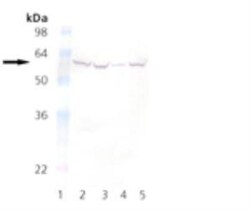 FKBP52/FKBP4 Antibody (KN382/EC1), Novus Biologicals 0.2 mg; Unconjugated:Antibodies,