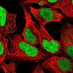 FKBP51/FKBP5 Antibody, Novus Biologicals:Antibodies:Primary Antibodies