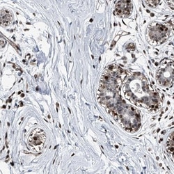 FKBP51/FKBP5 Antibody, Novus Biologicals:Antibodies:Primary Antibodies