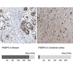 FKBP51/FKBP5 Antibody, Novus Biologicals:Antibodies:Primary Antibodies