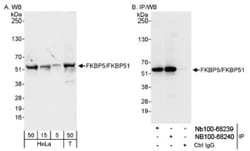 FKBP51/FKBP5 Antibody, Novus Biologicals 0.1mL; Unlabeled:Antibodies, Polyclonal