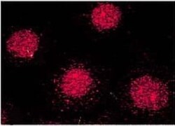 FKBP52/FKBP4 Antibody (Hi52C), Novus Biologicals 0.1mL; Unlabeled:Antibodies,