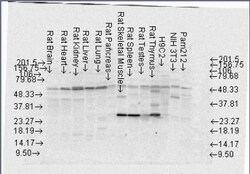 FKBP52/FKBP4 Antibody (Hi52C), Novus Biologicals 0.1mL; Unlabeled:Antibodies,