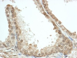 FKBP52/FKBP4 Antibody, Novus Biologicals 0.1mL; Unlabeled:Antibodies, Polyclonal