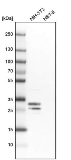 FKBP7 Antibody, Novus Biologicals 25 &mu;L; Unlabeled:Antibodies, Polyclonal