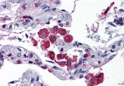 FLAP Antibody, Novus Biologicals 0.1 mg | Buy Online | Novus Biologicals | Fisher Scientific