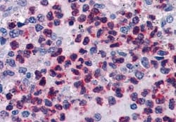 FLAP Antibody, Novus Biologicals 0.1 mg | Buy Online | Novus Biologicals | Fisher Scientific