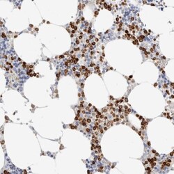 FLAP Antibody, Novus Biologicals 25 &mu;L; Unlabeled:Antibodies, Polyclonal